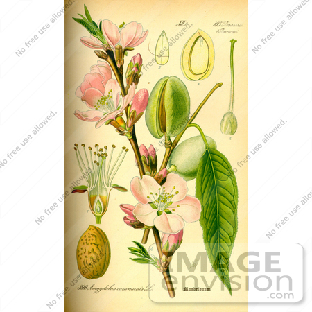 معرفی گیاهان - بادام معمولی